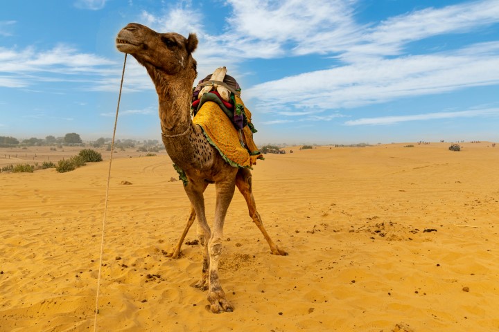 7 Days Rajasthan Tour (Jaipur, Jodhpur, Jaisalmer)