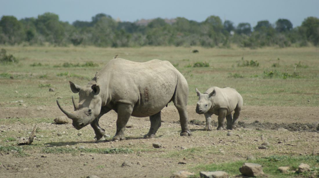Most Popular Attractions in Ol Pejeta