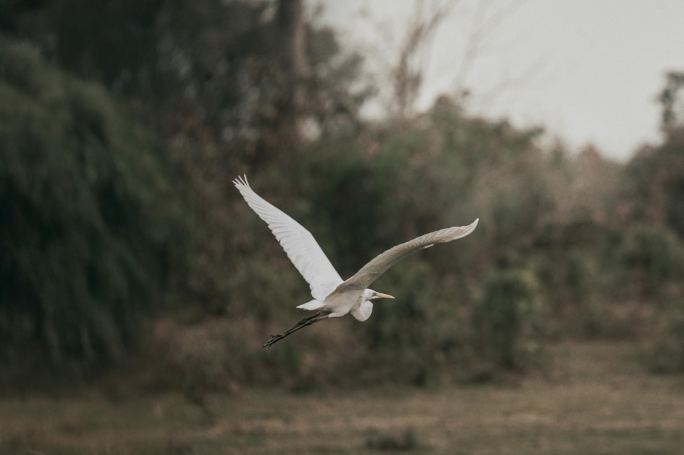 Most Popular Attractions in Kaziranga