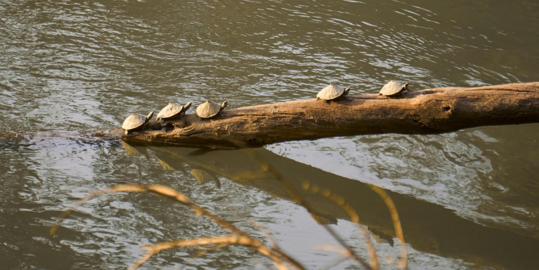 Spiritual Retreats in Kaziranga