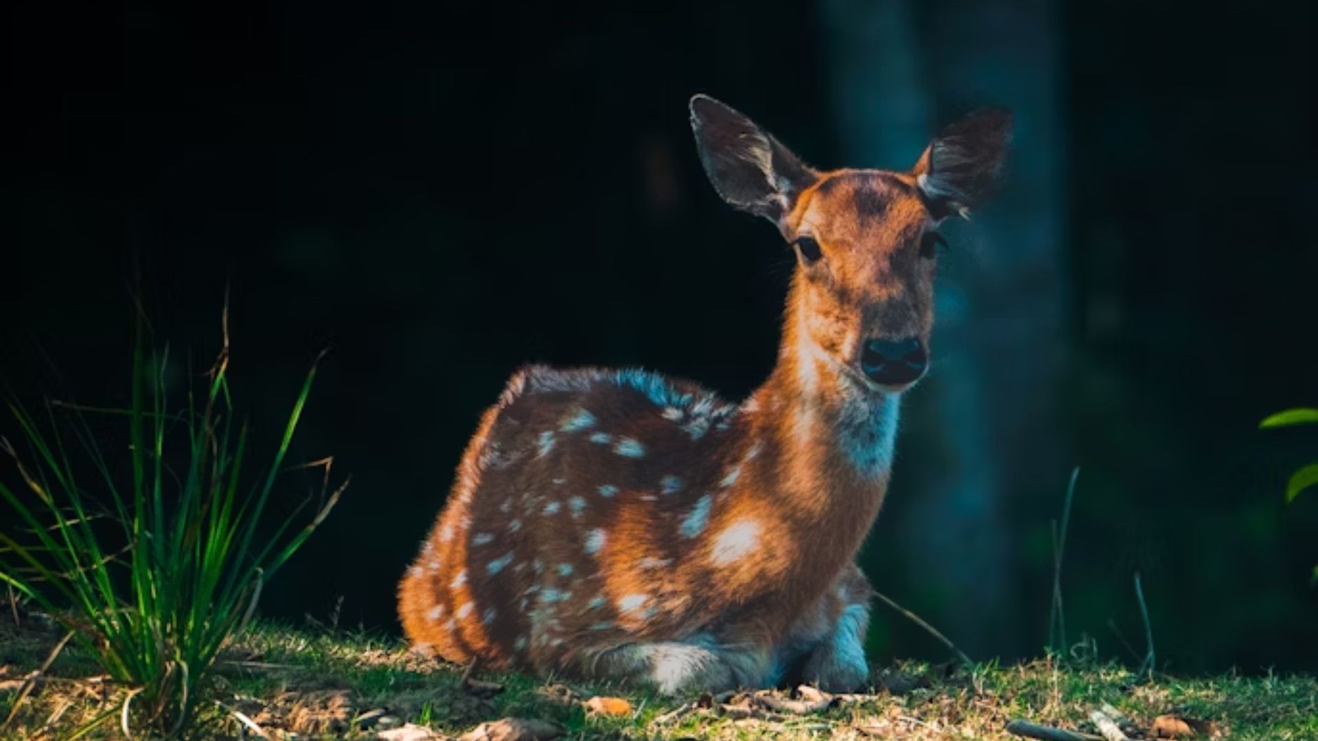 Most Popular Attractions in Bhitarkanika