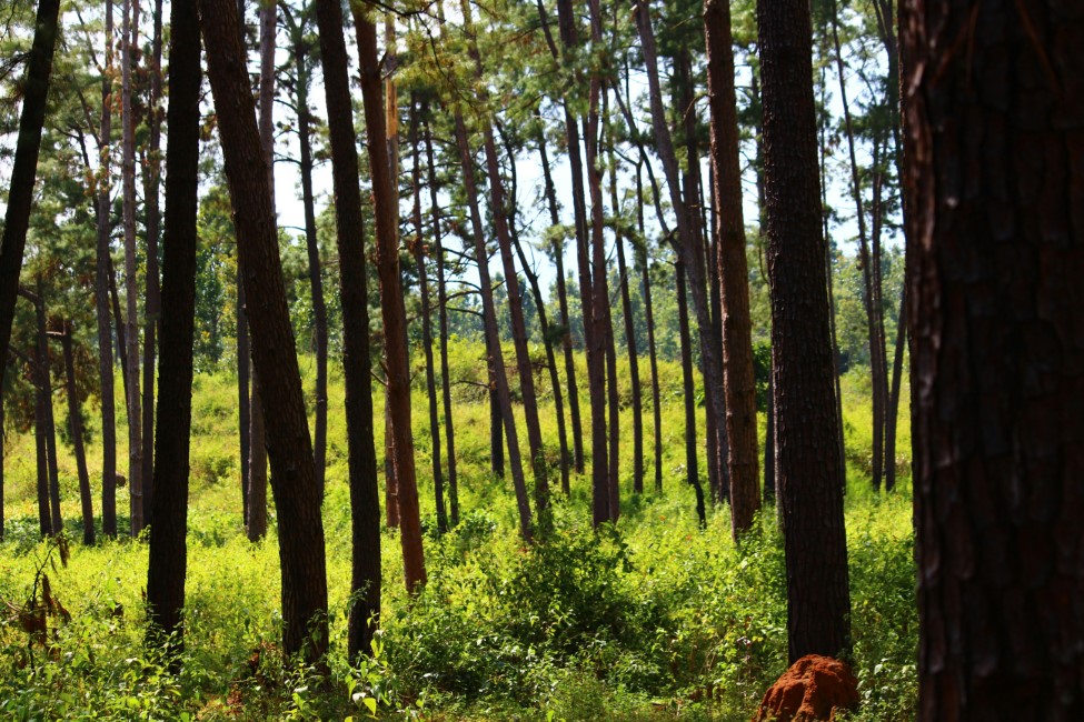 Most Popular Destinations to Visit in Odisha