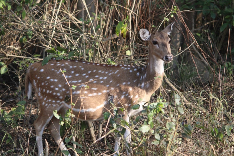 Wildlife Destinations in Madhya Pradesh