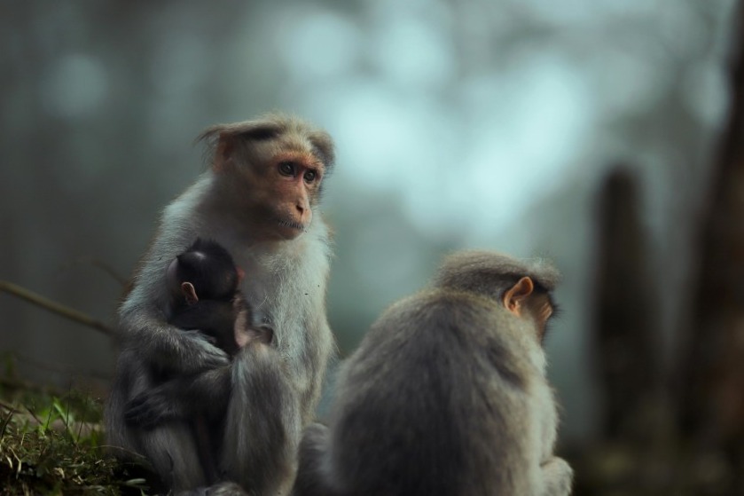 Kid-friendly Spots in Kodaikanal