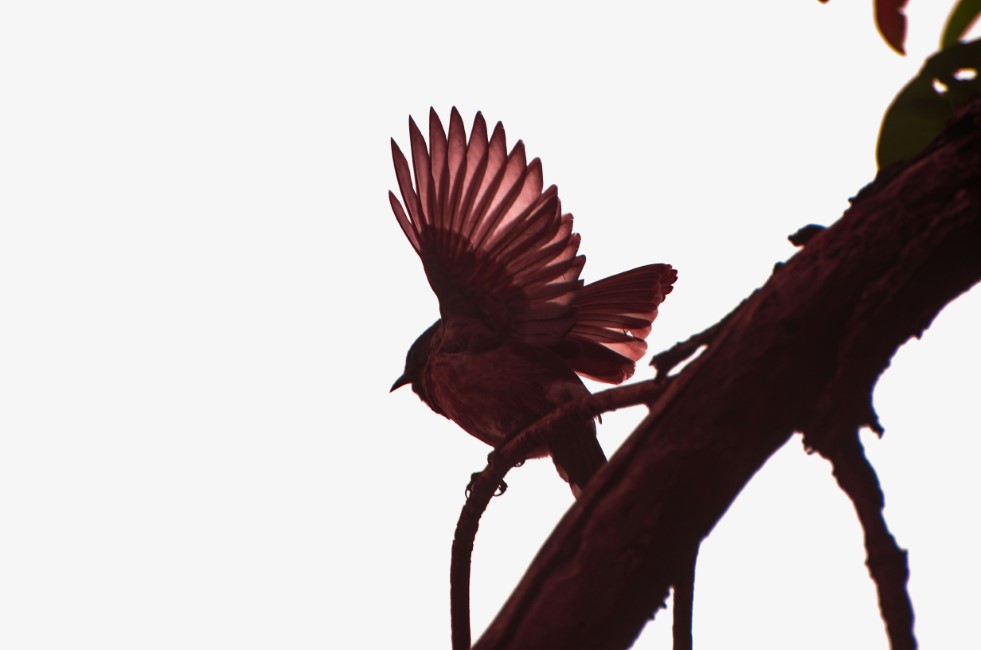 Adventure Activities in Thanjavur