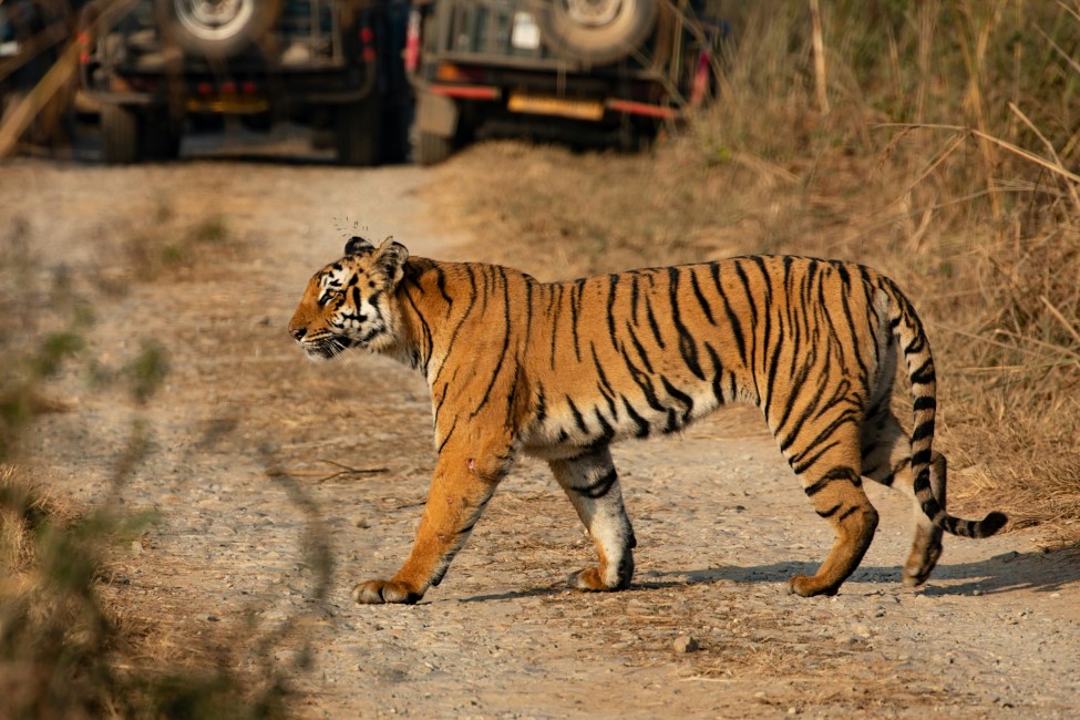 Most Popular Attractions in Corbett
