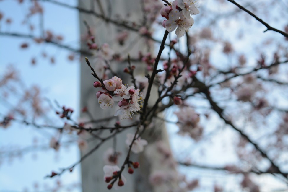 Romantic Spots in Kullu