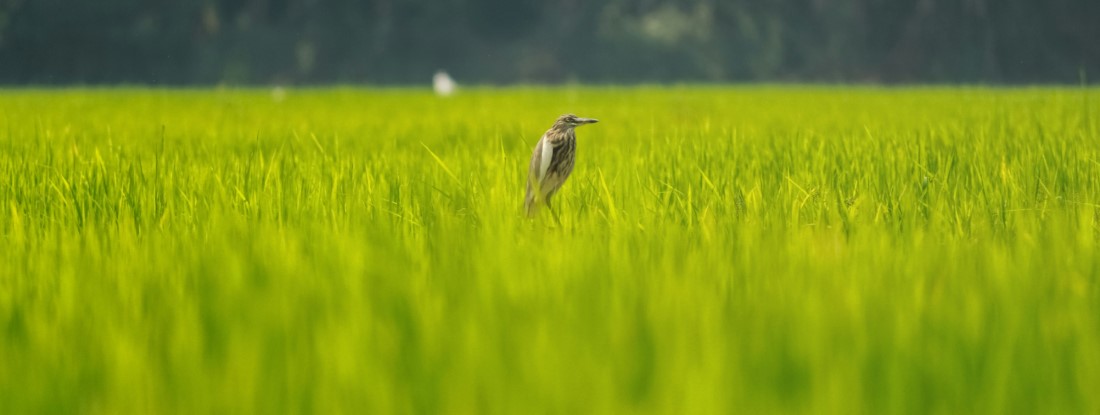 Kid-friendly Spots in Kumarakom