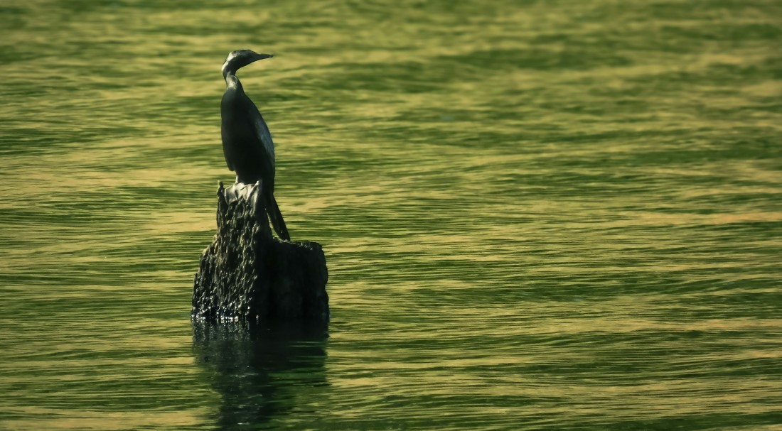 Kid-friendly Spots in Thekkady