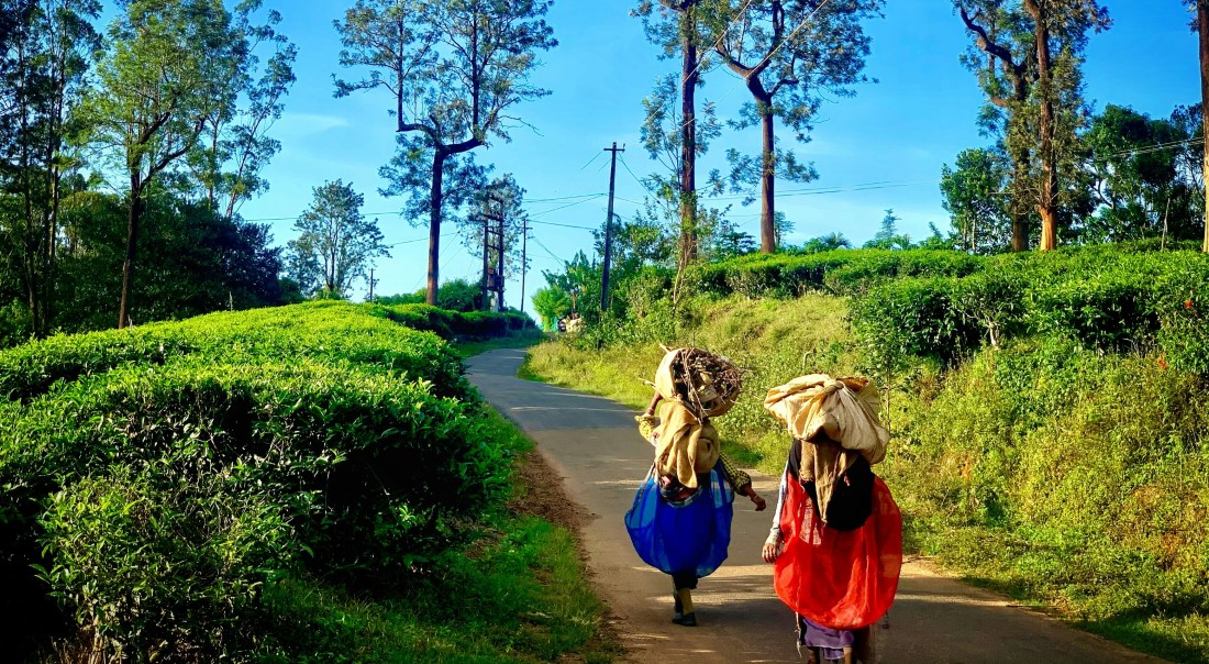 Local Markets & Street Food Spots in Wayanad