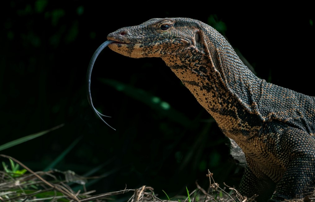 Adventure Activities in Bhitarkanika