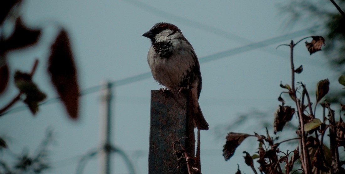 Kid-friendly Spots in Ranikhet