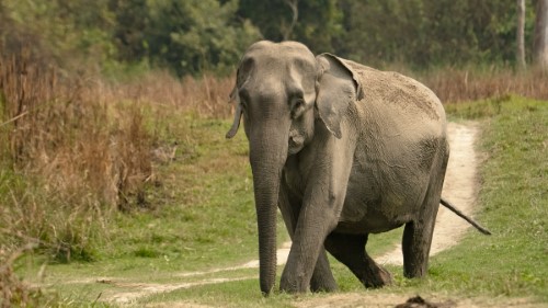 9 Days Assam Tour (Kaziranga, Shillong, Cherrapunjee, Guwahati)