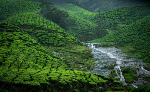 8 Days Kerala Tour (Cochin, Munnar, Thekkady, Alleppey, Kovalam)