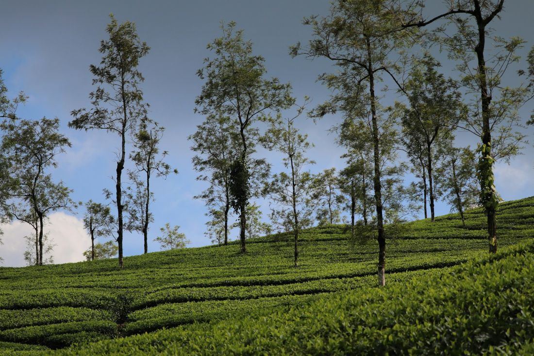 Thekkady Spice Plantations
