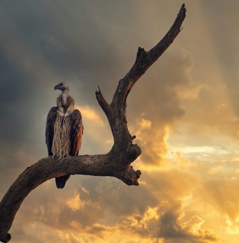 Kaziranga National Park