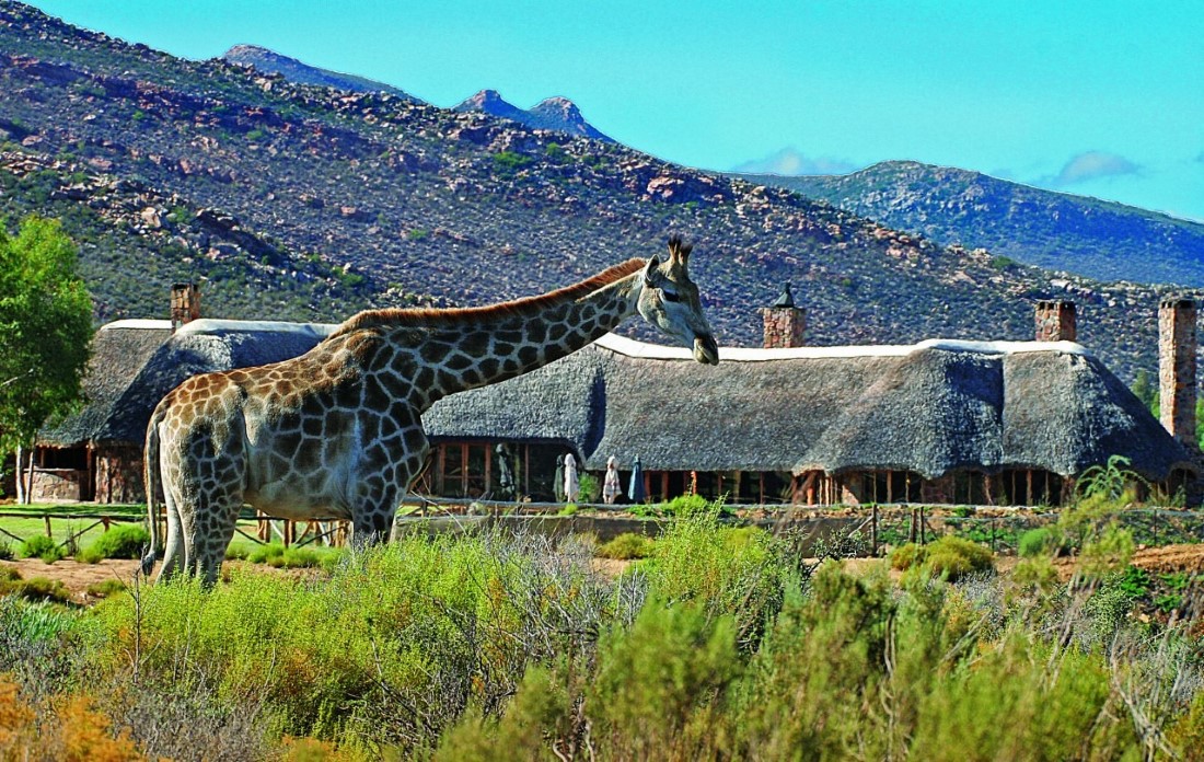 Aquila Private Game Reserve