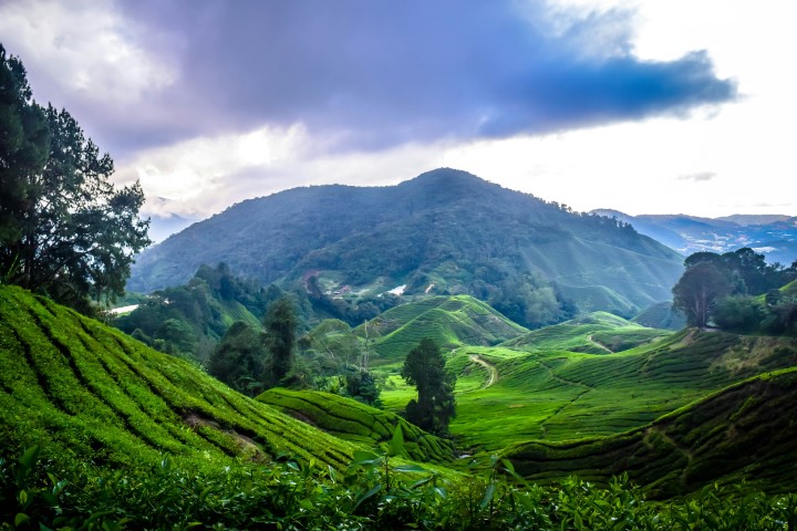 6 Days Malaysia Tour (Cameron Highlands, Kuala Lumpur)